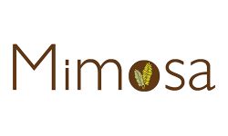 mimosa-cebu